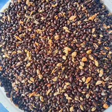 Sea Buckthorn Seeds In Pakistan