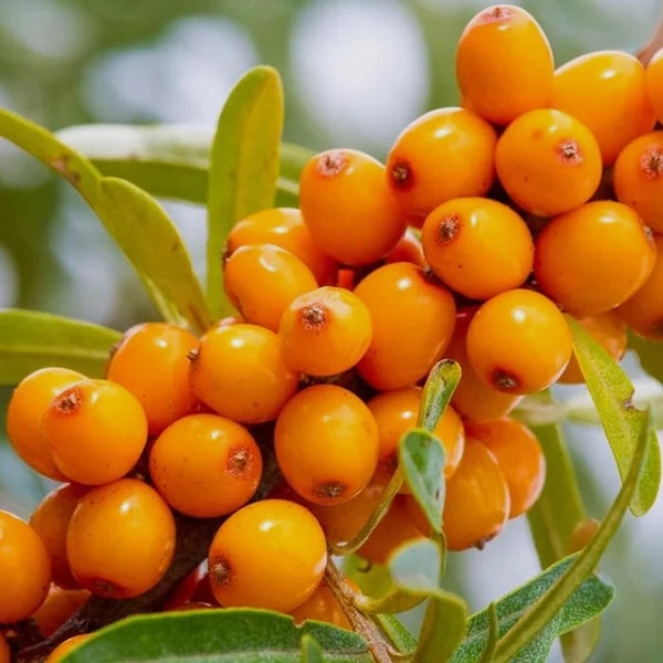Buy Sea Buckthorn Dried Berries In Pakistan