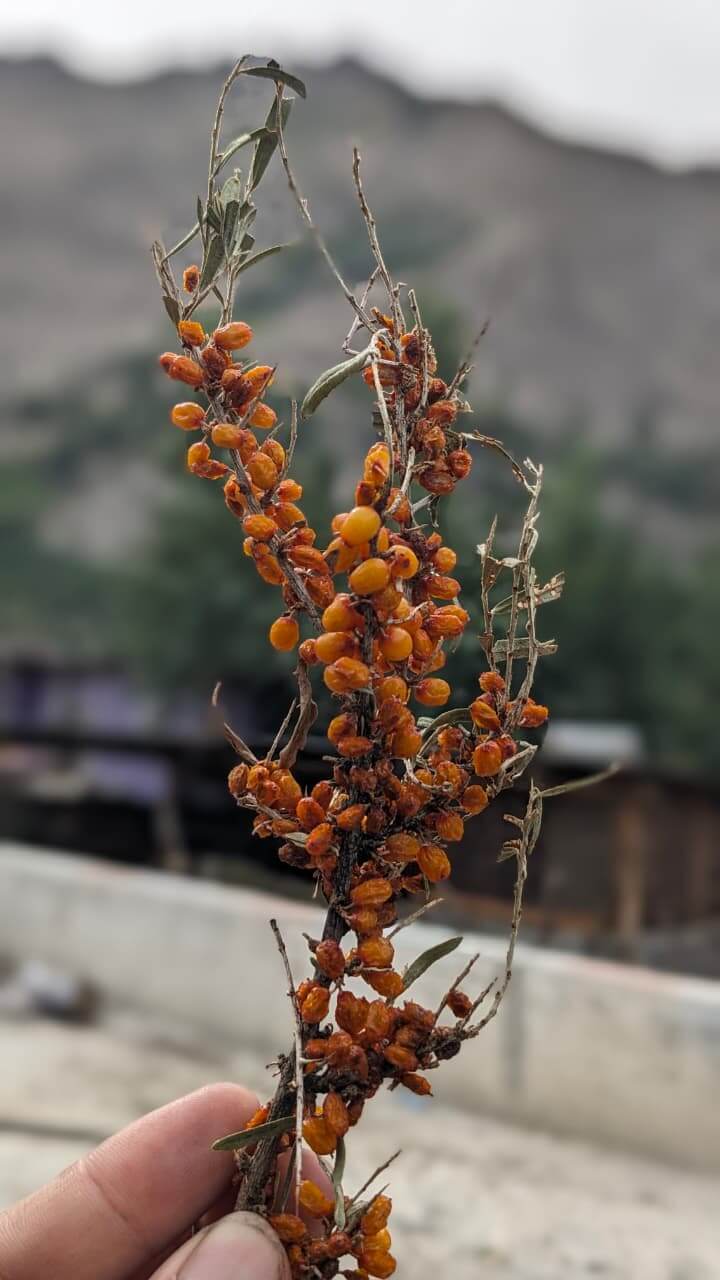 Buy Sea Buckthorn Dried Berries In Pakistan
