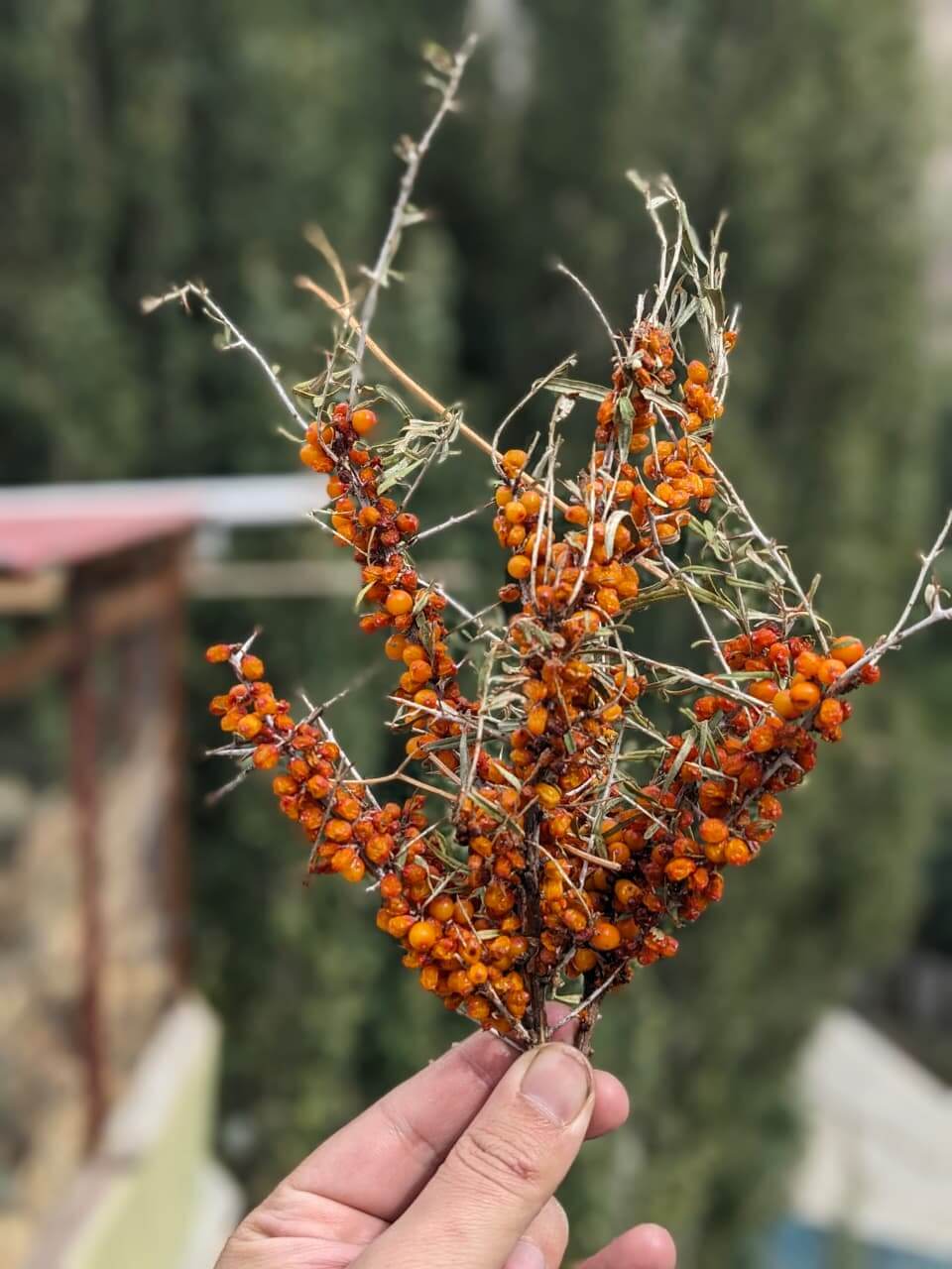 Buy Sea buckthorn Dried Berries