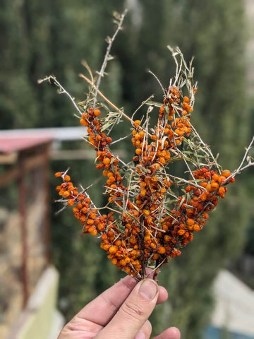 Buy Sea buckthorn Dried Berries
