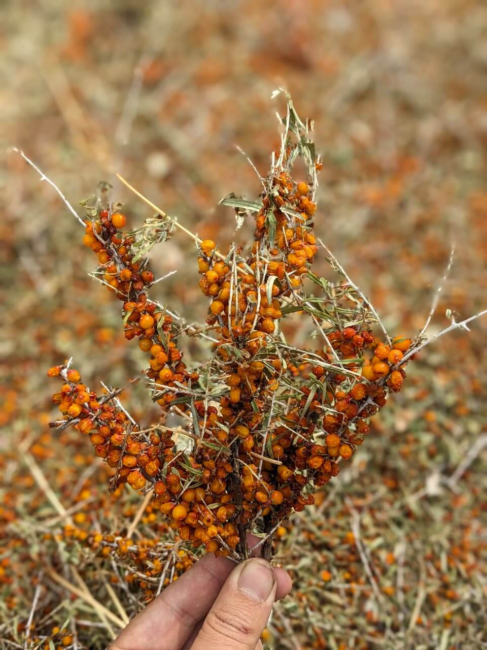 Buy Sea buckthorn Dried Berries In Pakistan