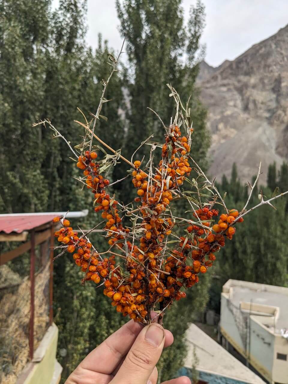 Buy Sea Buckthorn Dried Berries In Pakistan